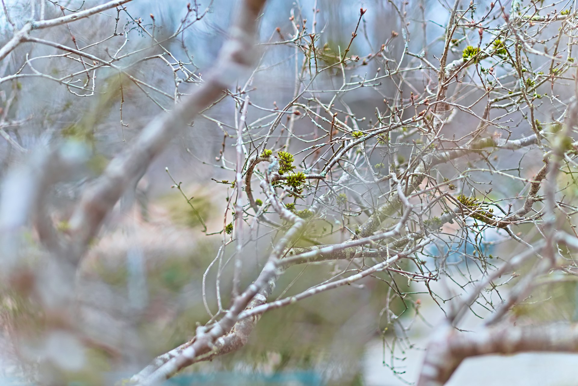 Seasonal Living: Align Your Life with Nature's Cycles for Greater Wellbeing