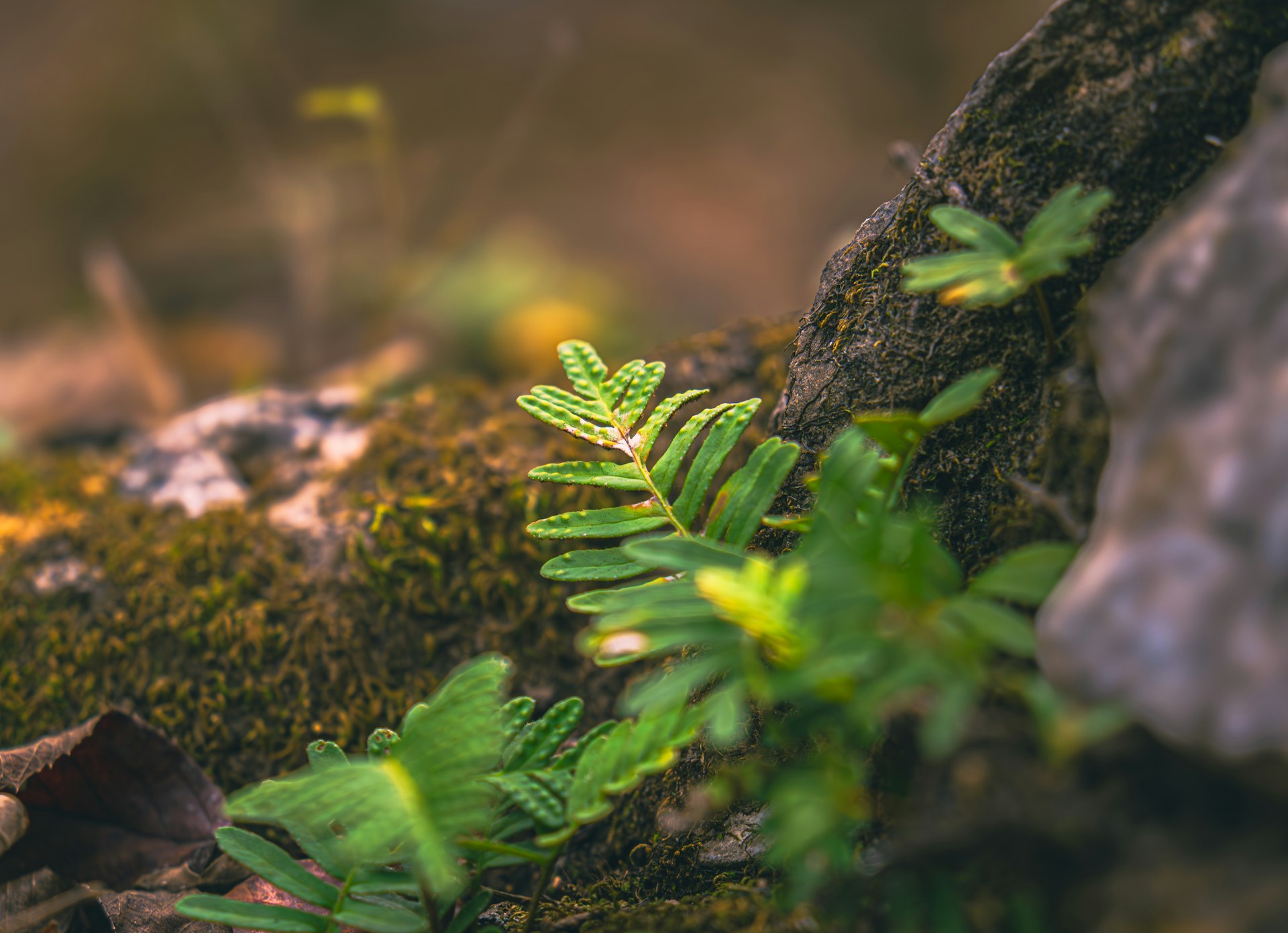 Rediscover Balance: Building a Lifestyle Reconnected with Nature